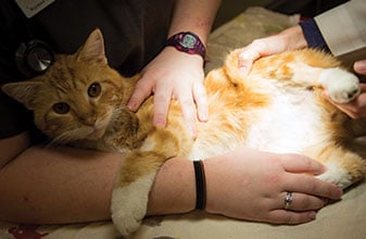 Pet Rescue Relief in Decatur: Vet Examines Cat