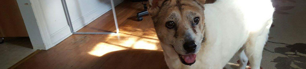Pet Boarding in Decatur, GA: Dog Inside Home
