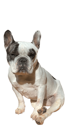 Pet Wellness Care in Decatur: Dog Sitting