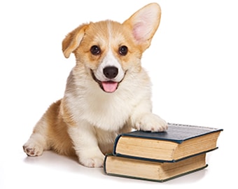 Project Samana: Dog Sitting With Books